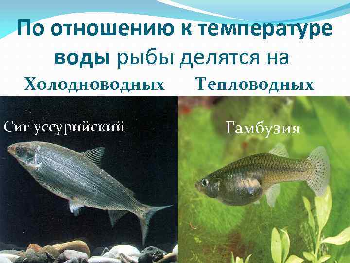По отношению к температуре воды рыбы делятся на Холодноводных Сиг уссурийский Тепловодных Гамбузия 
