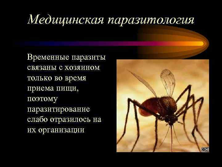 Медицинская паразитология Временные паразиты связаны с хозяином только во время приема пищи, поэтому паразитирование