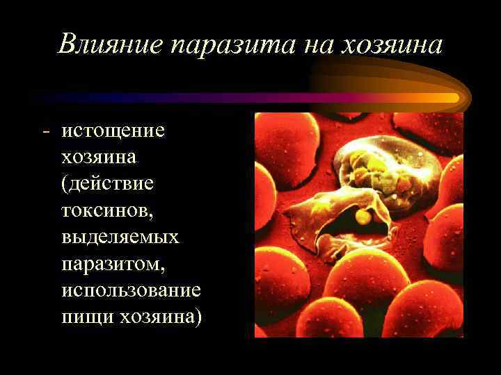 Влияние паразита на хозяина - истощение хозяина (действие токсинов, выделяемых паразитом, использование пищи хозяина)