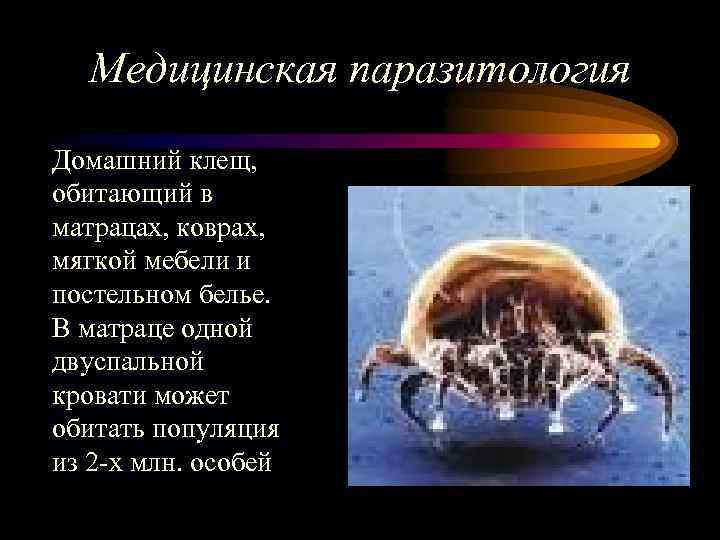 Медицинская паразитология Домашний клещ, обитающий в матрацах, коврах, мягкой мебели и постельном белье. В