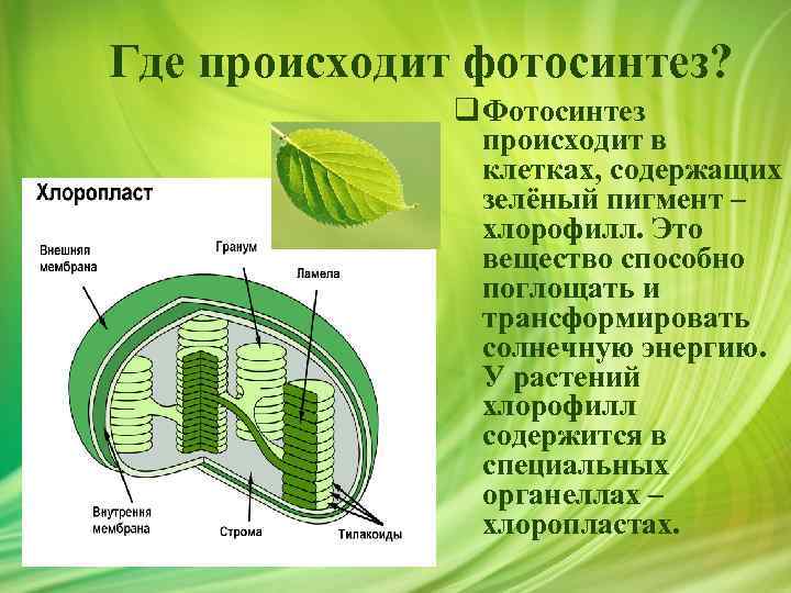 Где происходит фотосинтез? q Фотосинтез происходит в клетках, содержащих зелёный пигмент – хлорофилл. Это