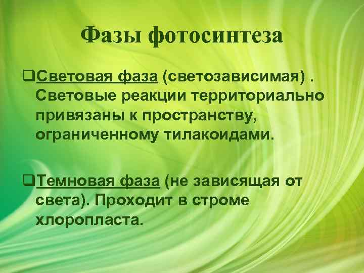 Фазы фотосинтеза q. Световая фаза (светозависимая). Световые реакции территориально привязаны к пространству, ограниченному тилакоидами.