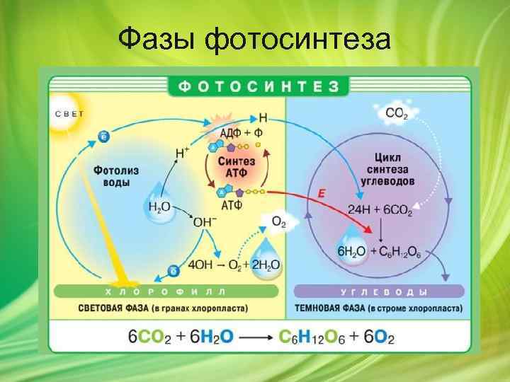 Фазы фотосинтеза 