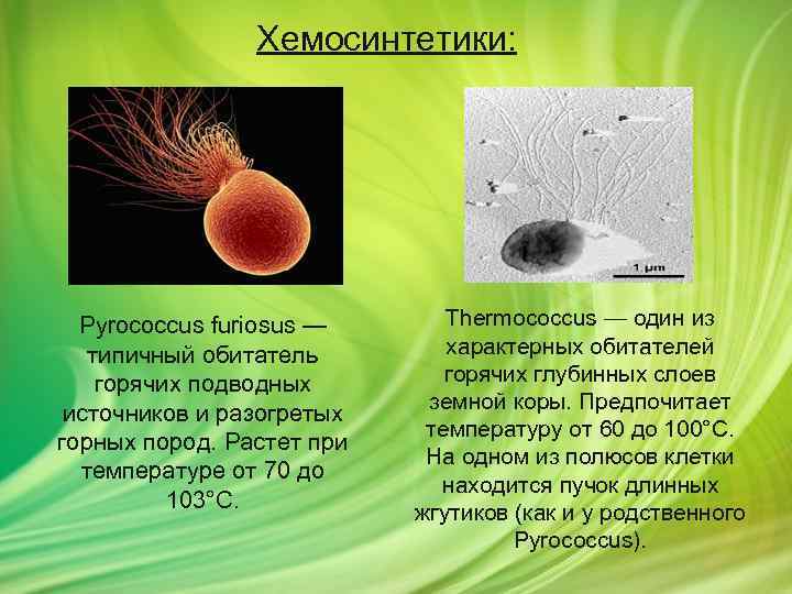 Хемосинтетики: Pyrococcus furiosus — типичный обитатель горячих подводных источников и разогретых горных пород. Растет