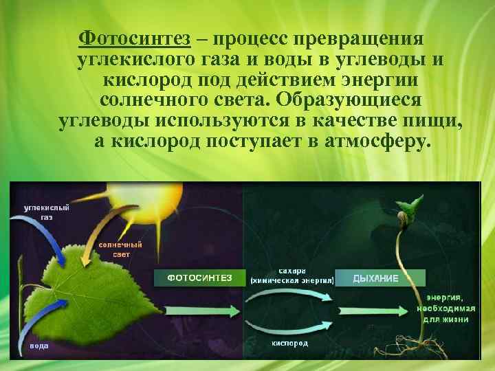 Фотосинтез – процесс превращения углекислого газа и воды в углеводы и кислород под действием