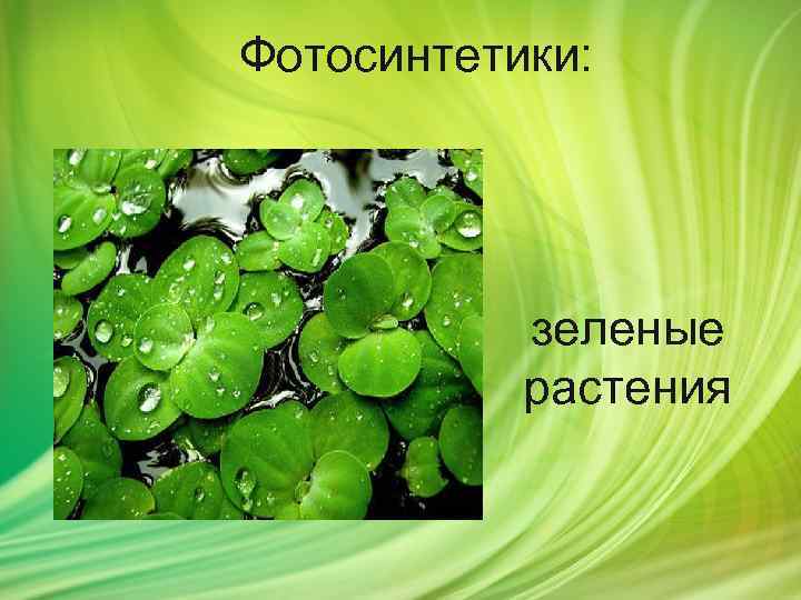 Фотосинтетики: зеленые растения 