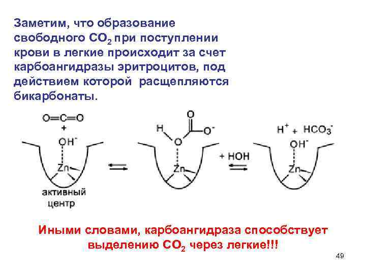 Заметим, что образование свободного СО 2 при поступлении крови в легкие происходит за счет