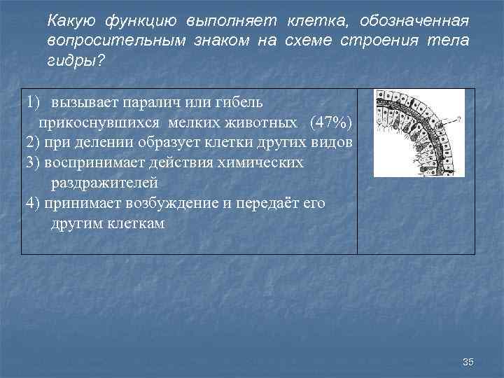 Клетка обозначенная на рисунке стрелкой выполняет функцию регенерации нападения и защиты