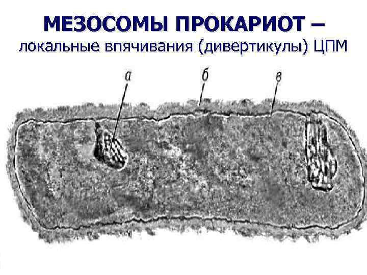 МЕЗОСОМЫ ПРОКАРИОТ – локальные впячивания (дивертикулы) ЦПМ 