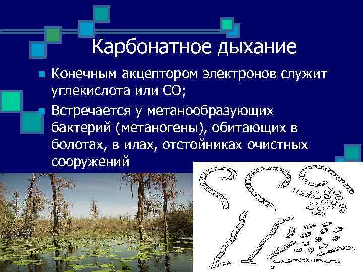 Карбонатное дыхание n n Конечным акцептором электронов служит углекислота или СО; Встречается у метанообразующих