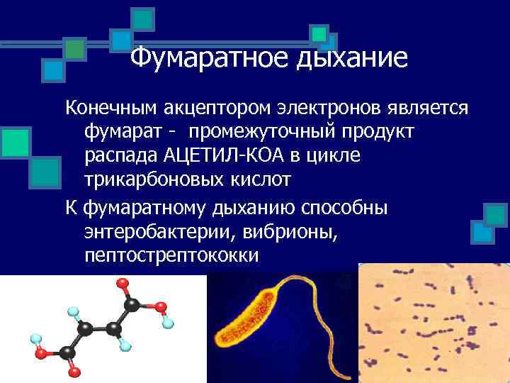 Фумаратное дыхание Конечным акцептором электронов является фумарат промежуточный продукт распада АЦЕТИЛ КОА в цикле