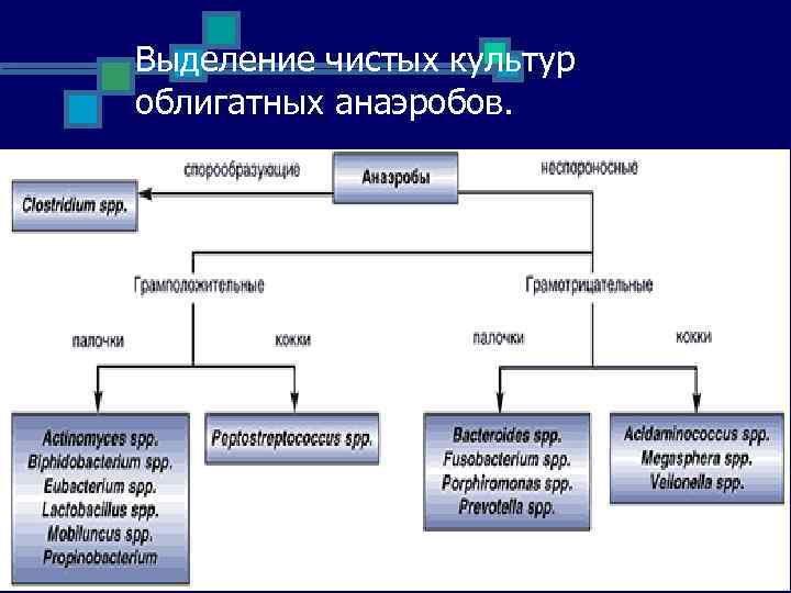 Выделение чистых культур облигатных анаэробов. 