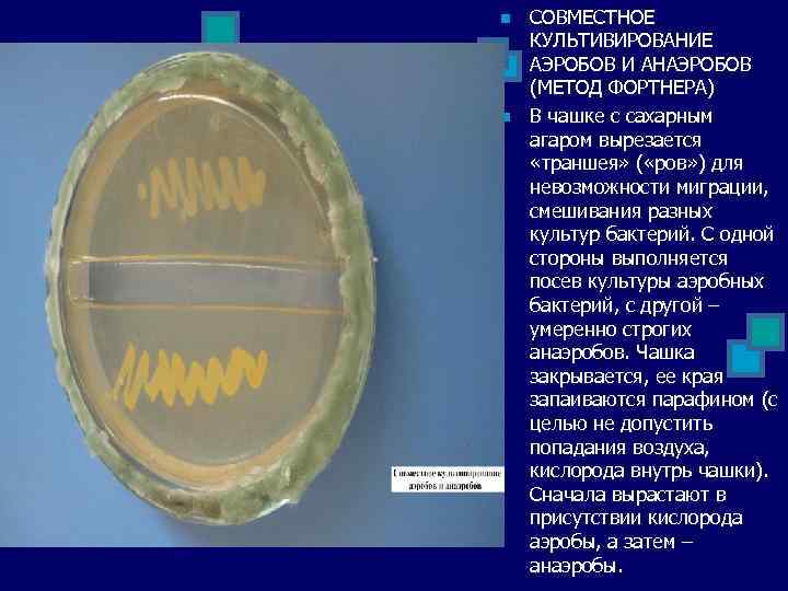 n n СОВМЕСТНОЕ КУЛЬТИВИРОВАНИЕ АЭРОБОВ И АНАЭРОБОВ (МЕТОД ФОРТНЕРА) В чашке с сахарным агаром