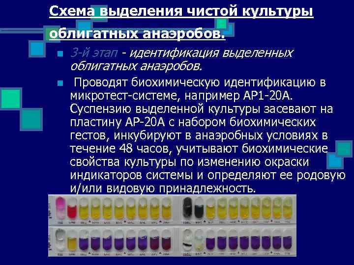 Схема выделения чистой культуры облигатных анаэробов. n 3 -й этап - идентификация выделенных облигатных