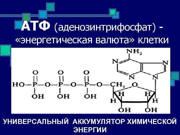 АТФ (аденозинтрифосфат) - «энергетическая валюта» клетки УНИВЕРСАЛЬНЫЙ АККУМУЛЯТОР ХИМИЧЕСКОЙ ЭНЕРГИИ 