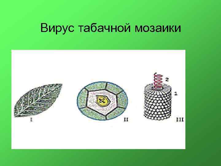 Вирус табачной мозаики строение