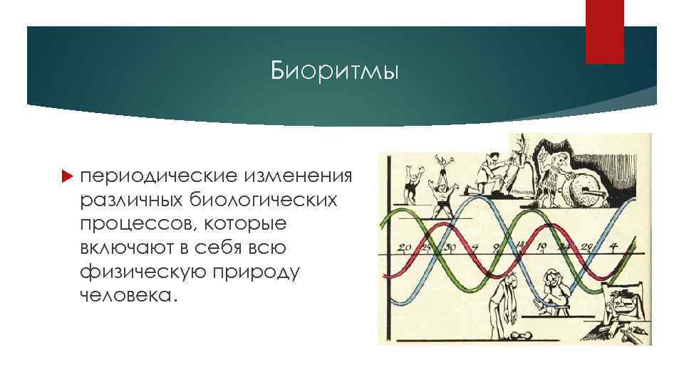 Биоритмы периодические изменения различных биологических процессов, которые включают в себя всю физическую природу человека.