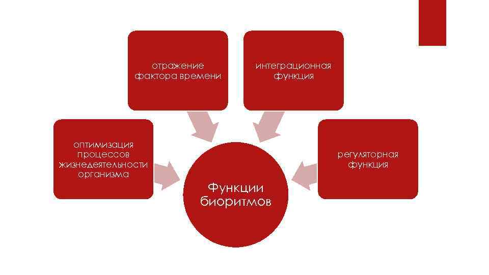 отражение фактора времени интеграционная функция оптимизация процессов жизнедеятельности организма регуляторная функция Функции биоритмов 