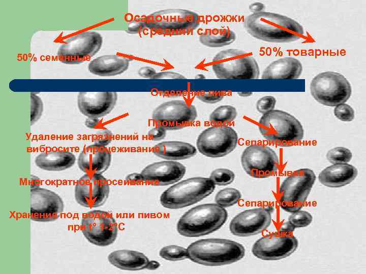 Осадочные дрожжи (средний слой) 50% товарные 50% семенные Отделение пива Промывка водой Удаление загрязнений