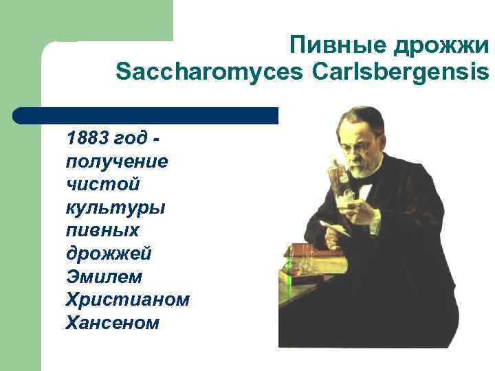 Пивные дрожжи Saccharomyces Carlsbergensis 1883 год получение чистой культуры пивных дрожжей Эмилем Христианом Хансеном