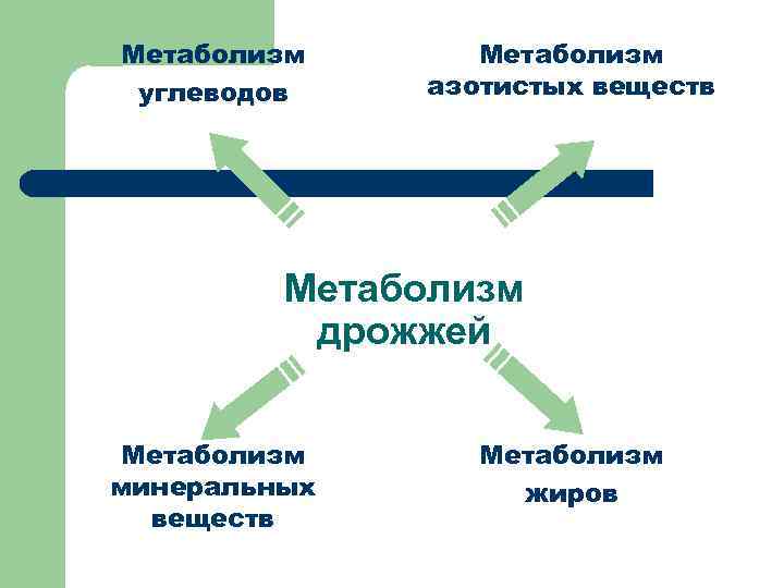 Метаболизм энергетический обмен. Метаболизм дрожжей. Особенности метаболизма дрожжей. Характеристика метаболизма дрожжей. Энергетический обмен дрожжей.