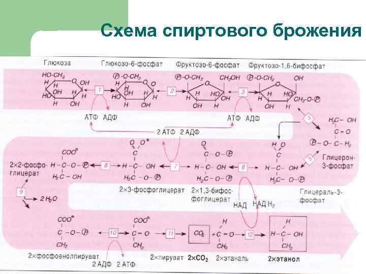 Схема спиртового брожения 