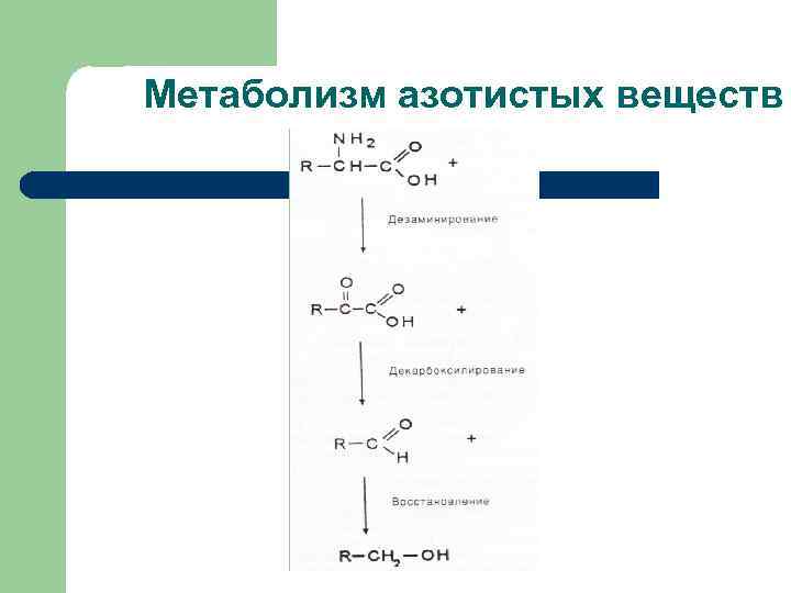 Метаболизм азотистых веществ 