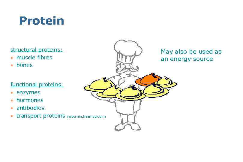 Protein structural proteins: · muscle fibres · bones functional proteins: · enzymes · hormones