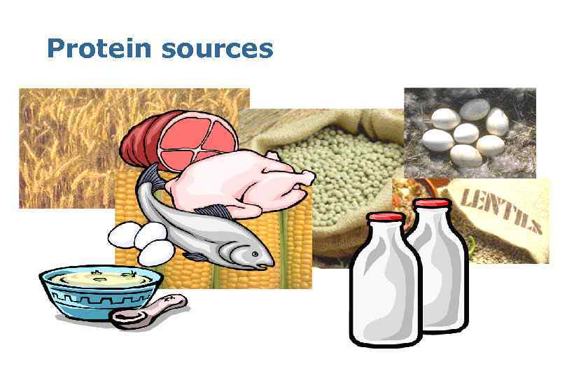 Protein sources 