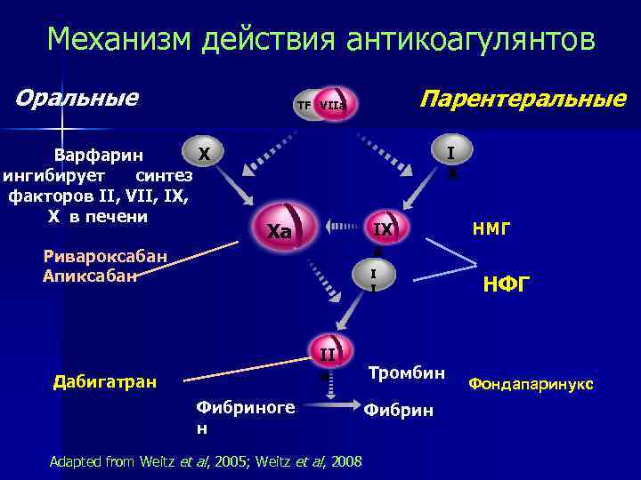 Механизм действия антикоагулянтов Оральные Парентеральные TF VIIa X Варфарин ингибирует синтез факторов II, VII,