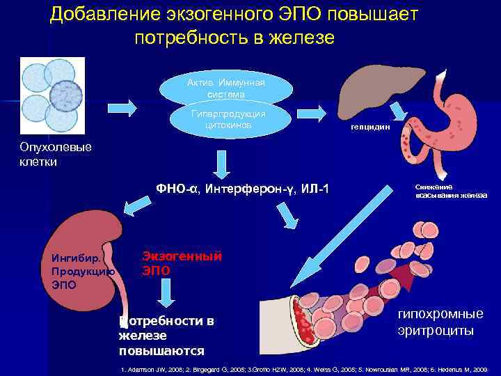 Добавление экзогенного ЭПО повышает потребность в железе Актив. Иммунная система Гиперпродукция цитокинов гепцидин Опухолевые