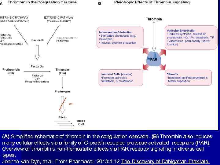 (A) Simplified schematic of thrombin in the coagulation cascade. (B) Thrombin also induces many