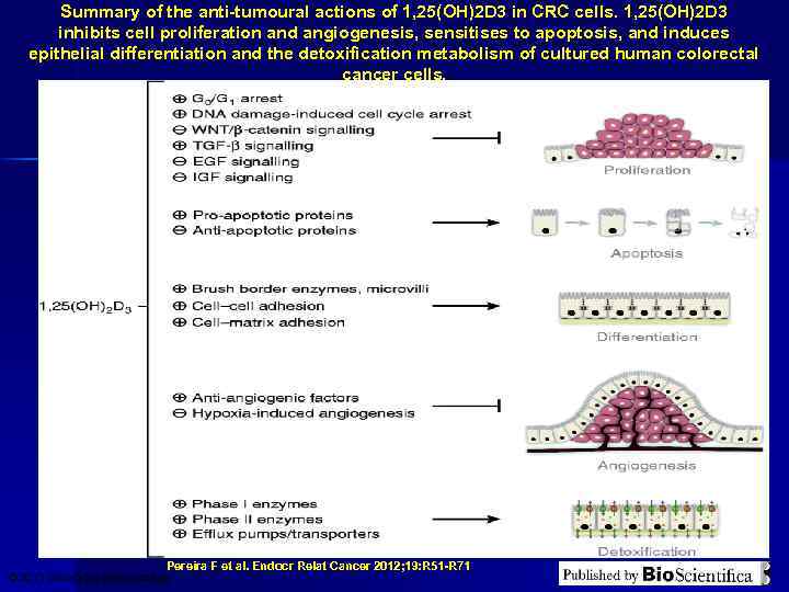 Summary of the anti-tumoural actions of 1, 25(OH)2 D 3 in CRC cells. 1,