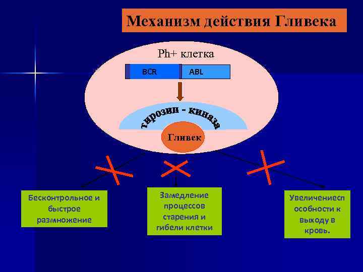 Механизм действия Гливека Ph+ клетка BCR ABL Гливек Бесконтрольное и быстрое размножение Замедление процессов