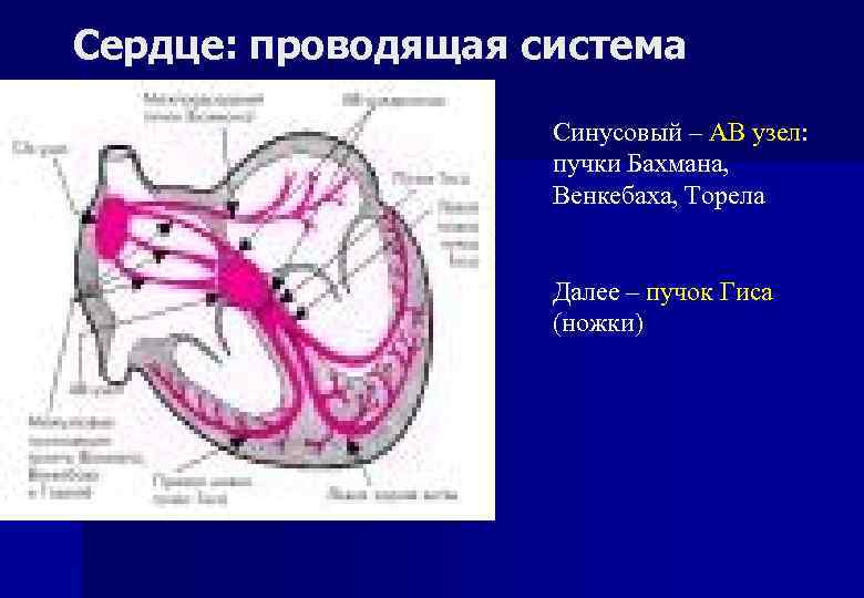 Сердце: проводящая система Синусовый – АВ узел: пучки Бахмана, Венкебаха, Торела Далее – пучок