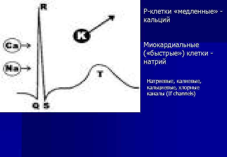 Р-клетки «медленные» кальций Миокардиальные ( «быстрые» ) клетки натрий Натриевые, кальциевые, хлорные каналы (If