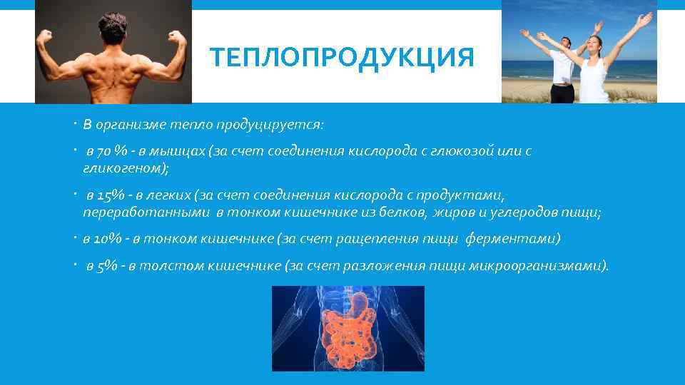 ТЕПЛОПРОДУКЦИЯ В организме тепло продуцируется: в 70 % - в мышцах (за счет соединения