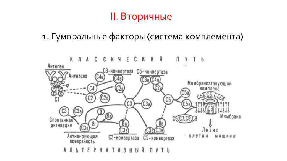 II. Вторичные 1. Гуморальные факторы (система комплемента) 