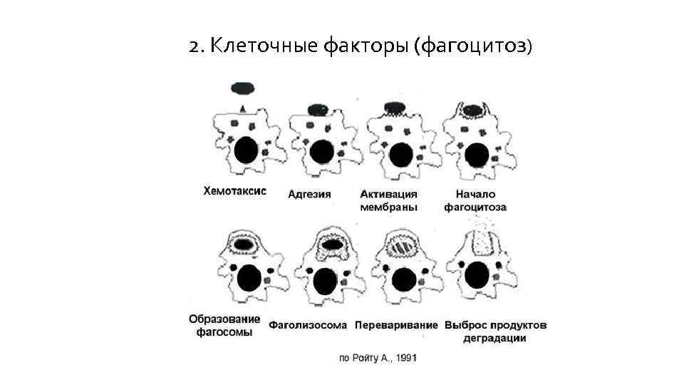 Зарисовать схемы механизма образования иммунитета клеточный фагоцитоз