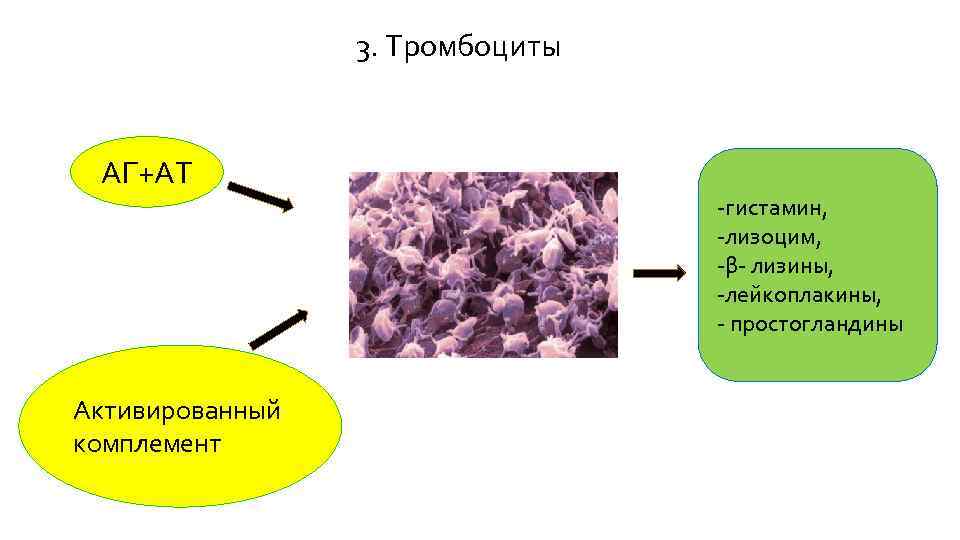 3. Тромбоциты АГ+АТ -гистамин, -лизоцим, -β- лизины, -лейкоплакины, - простогландины Активированный комплемент 