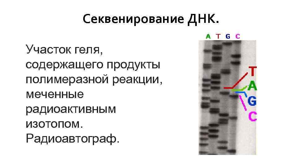 Секвенирование ДНК. Участок геля, содержащего продукты полимеразной реакции, меченные радиоактивным изотопом. Радиоавтограф. 