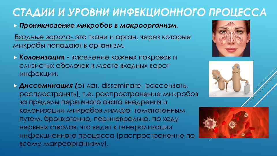 СТАДИИ И УРОВНИ ИНФЕКЦИОННОГО ПРОЦЕССА Проникновение микробов в макроорганизм. Входные ворота- это ткани и
