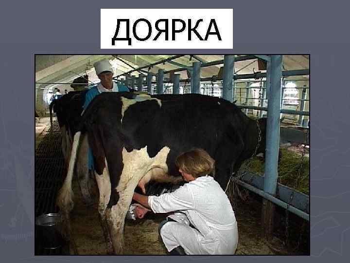 ДОЯРКА 