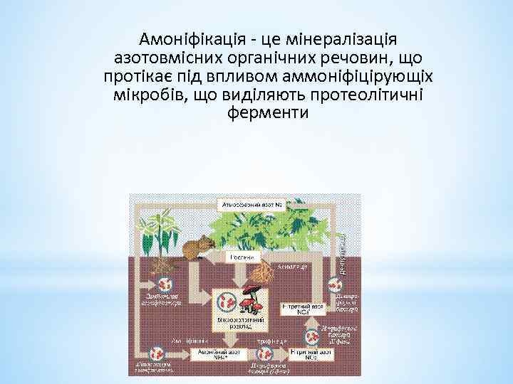Амоніфікація - це мінералізація азотовмісних органічних речовин, що протікає під впливом аммоніфіцірующіх мікробів, що