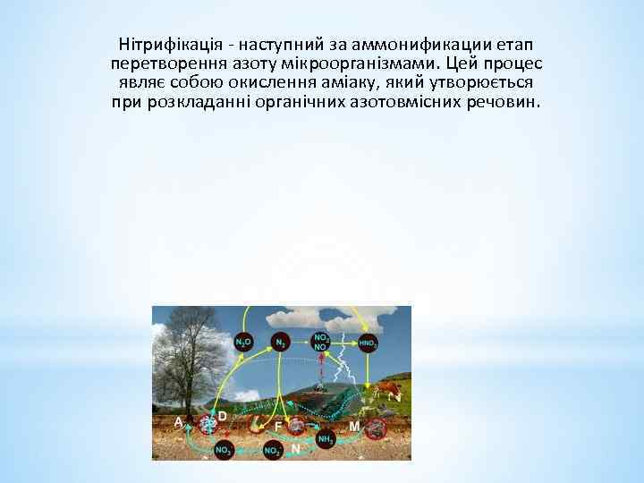 Нітрифікація - наступний за аммонификации етап перетворення азоту мікроорганізмами. Цей процес являє собою окислення