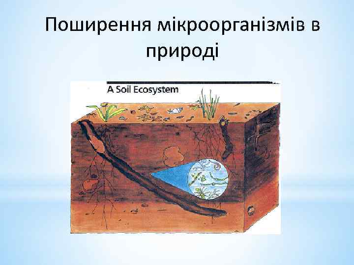 Поширення мікроорганізмів в природі 
