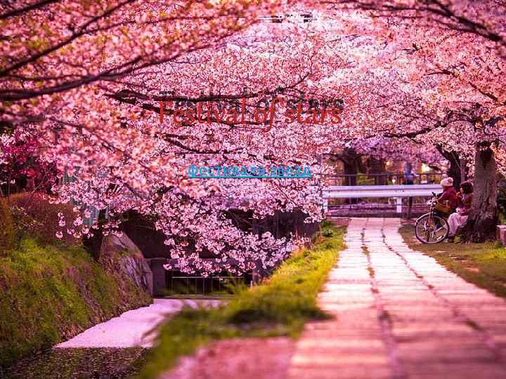 Festival of stars фестиваль звезд 