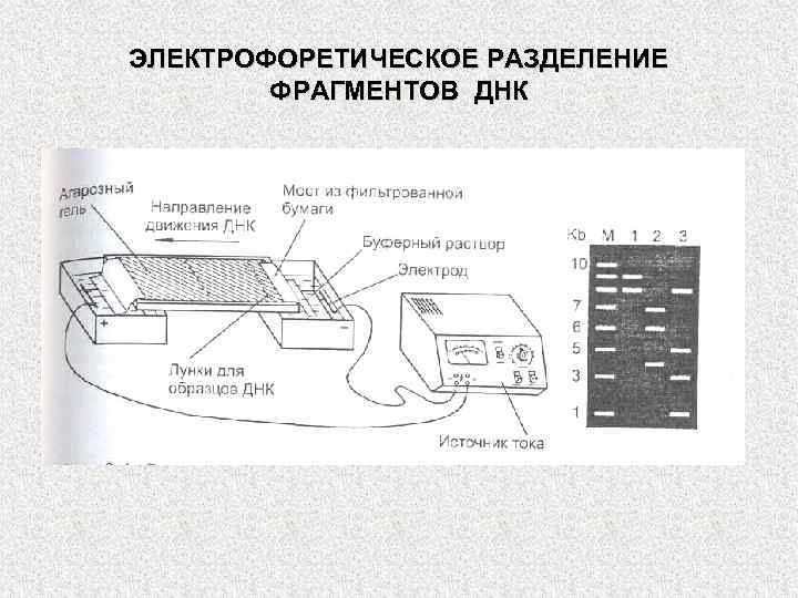 ЭЛЕКТРОФОРЕТИЧЕСКОЕ РАЗДЕЛЕНИЕ ФРАГМЕНТОВ ДНК 