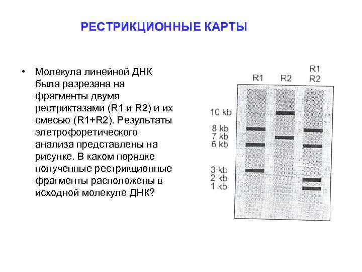 Система рестрикции модификации