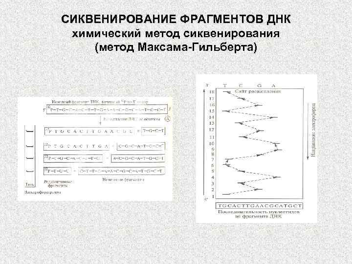 СИКВЕНИРОВАНИЕ ФРАГМЕНТОВ ДНК химический метод сиквенирования (метод Максама-Гильберта) 